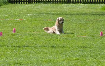 Ein Bild, das Gras, drauen, Hund, Feld enthlt.

Automatisch generierte Beschreibung