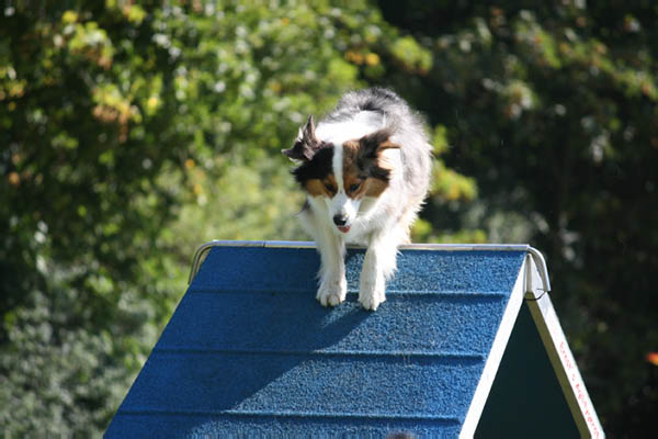 2011-08-20 Agility-Trainings-Turnier 005