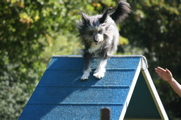 2011-08-20 Agility-Trainings-Turnier 010