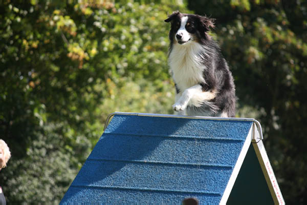 2011-08-20 Agility-Trainings-Turnier 015