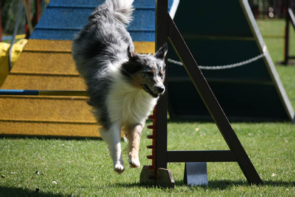 2011-08-20 Agility-Trainings-Turnier 035