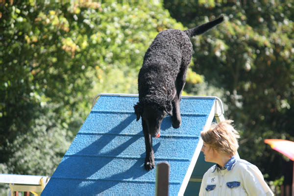 2011-08-20 Agility-Trainings-Turnier 040