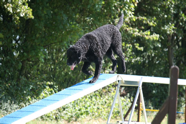 2011-08-20 Agility-Trainings-Turnier 042