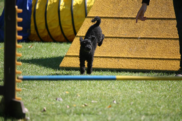 2011-08-20 Agility-Trainings-Turnier 054