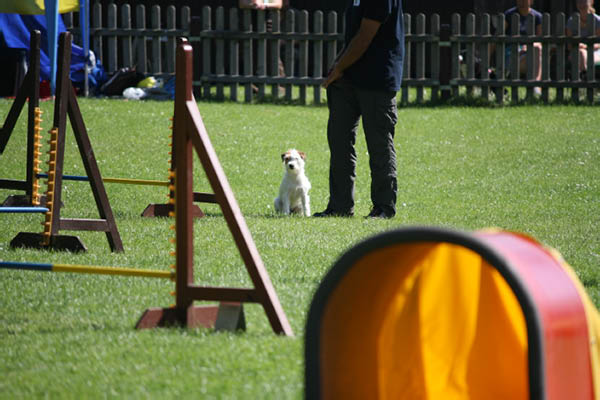 2011-08-20 Agility-Trainings-Turnier 057
