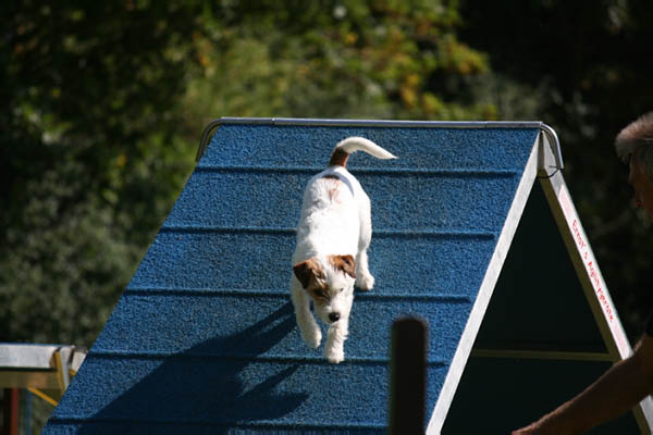 2011-08-20 Agility-Trainings-Turnier 061