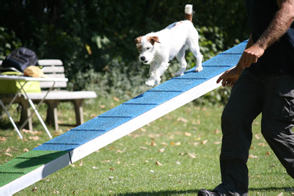 2011-08-20 Agility-Trainings-Turnier 063