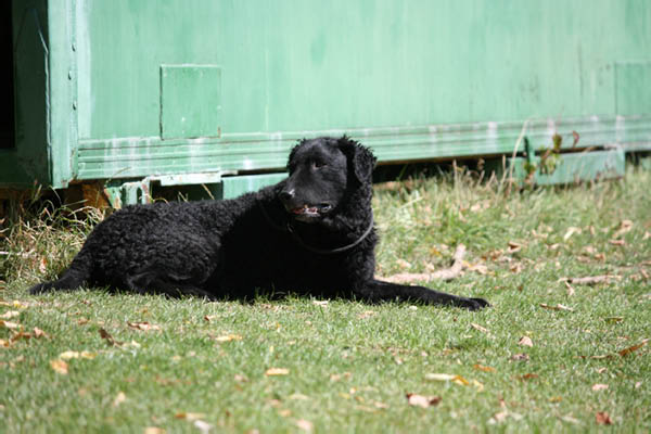 2011-08-20 Agility-Trainings-Turnier 065
