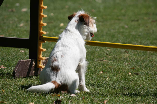 2011-08-20 Agility-Trainings-Turnier 067