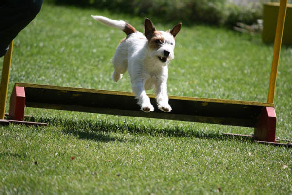 2011-08-20 Agility-Trainings-Turnier 070
