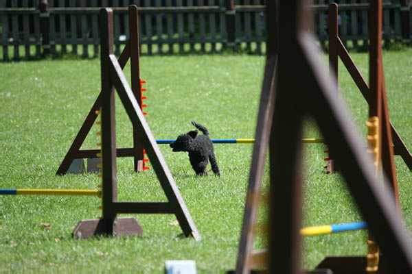 2011-08-20 Agility-Trainings-Turnier 073