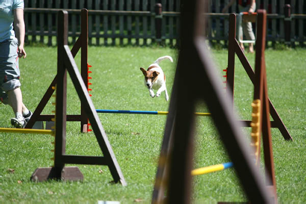 2011-08-20 Agility-Trainings-Turnier 082