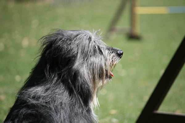 2011-08-20 Agility-Trainings-Turnier 086