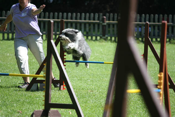 2011-08-20 Agility-Trainings-Turnier 087