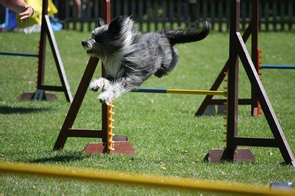 2011-08-20 Agility-Trainings-Turnier 088