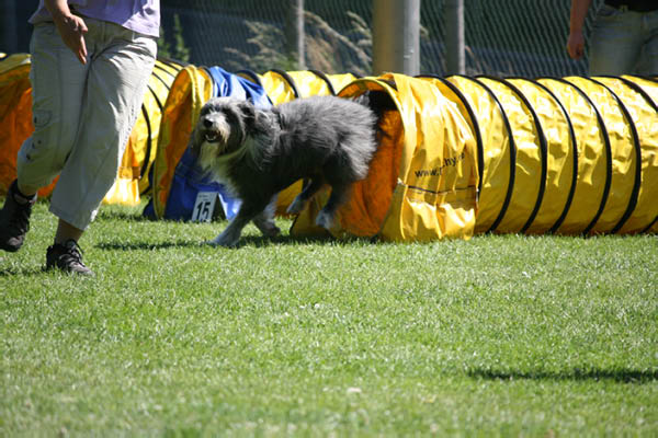 2011-08-20 Agility-Trainings-Turnier 089