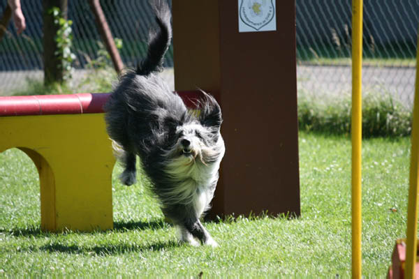 2011-08-20 Agility-Trainings-Turnier 090