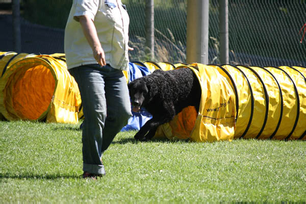 2011-08-20 Agility-Trainings-Turnier 092