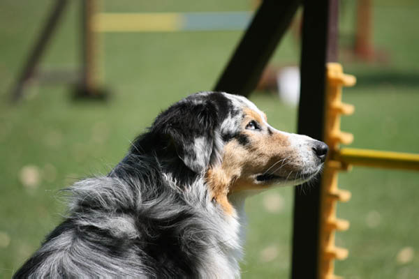 2011-08-20 Agility-Trainings-Turnier 094