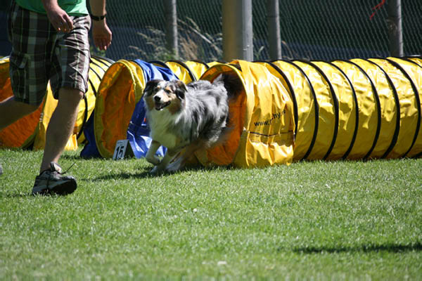 2011-08-20 Agility-Trainings-Turnier 096