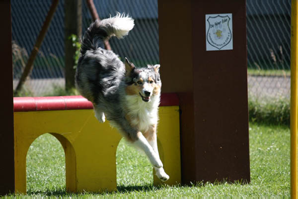 2011-08-20 Agility-Trainings-Turnier 097