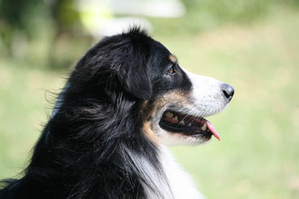 2011-08-20 Agility-Trainings-Turnier 099