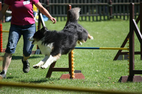 2011-08-20 Agility-Trainings-Turnier 101