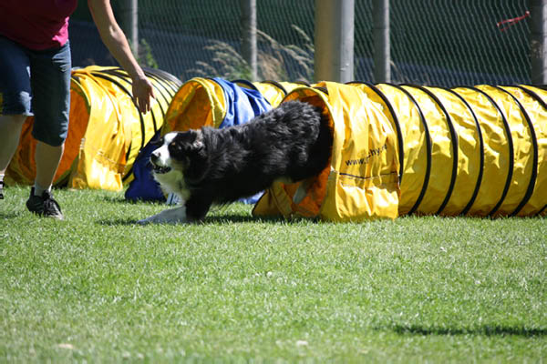 2011-08-20 Agility-Trainings-Turnier 102