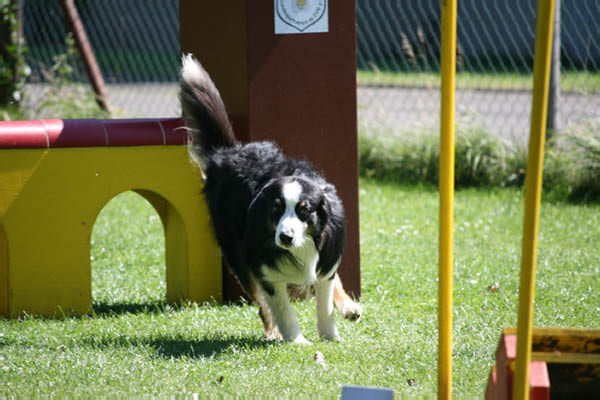 2011-08-20 Agility-Trainings-Turnier 103