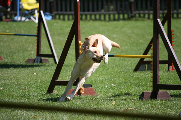 2011-08-20 Agility-Trainings-Turnier 106