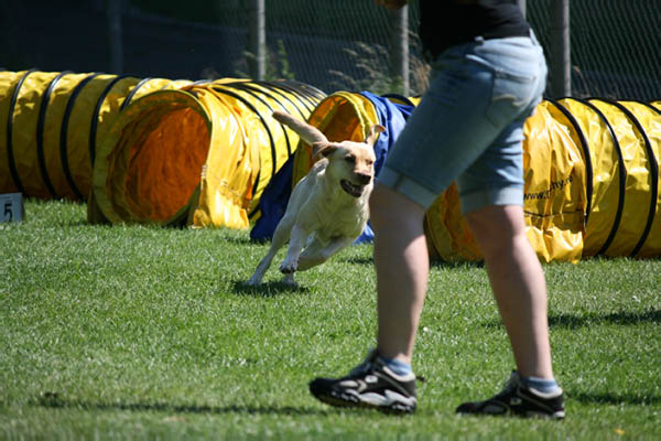 2011-08-20 Agility-Trainings-Turnier 107