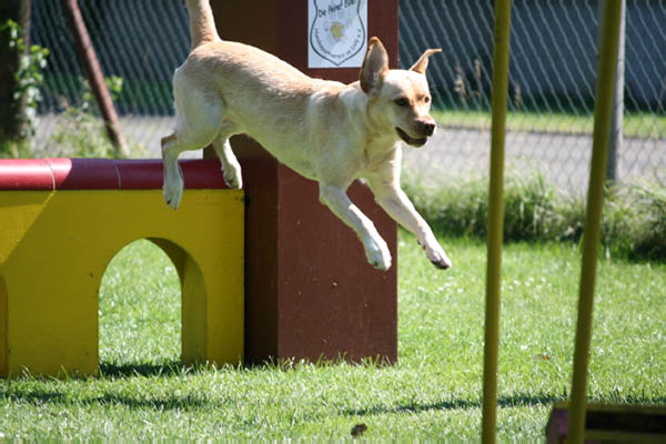 2011-08-20 Agility-Trainings-Turnier 108