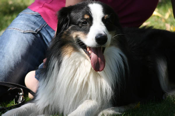 2011-08-20 Agility-Trainings-Turnier 111