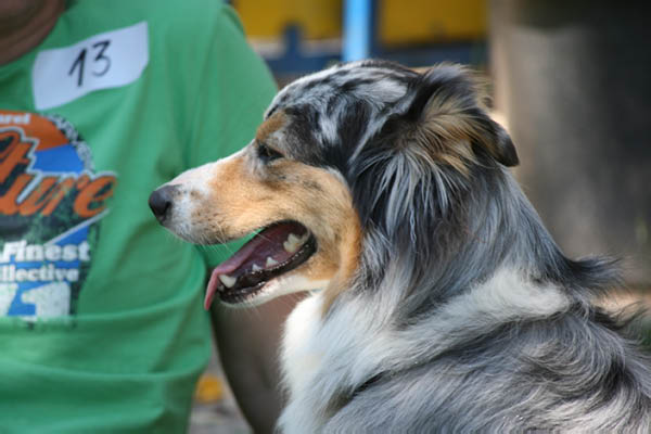 2011-08-20 Agility-Trainings-Turnier 112