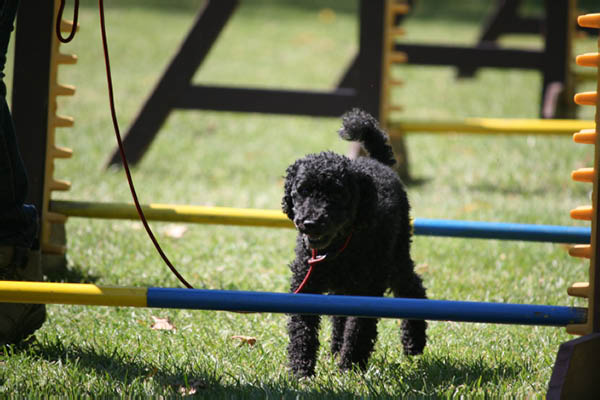 2011-08-20 Agility-Trainings-Turnier 122