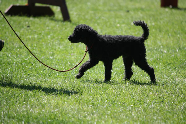 2011-08-20 Agility-Trainings-Turnier 123