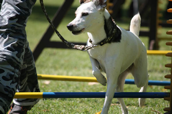 2011-08-20 Agility-Trainings-Turnier 128