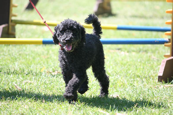 2011-08-20 Agility-Trainings-Turnier 131