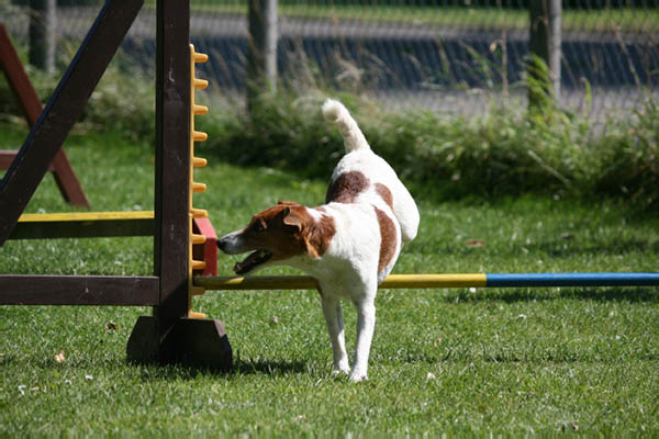 2011-08-20 Agility-Trainings-Turnier 134