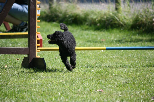 2011-08-20 Agility-Trainings-Turnier 135