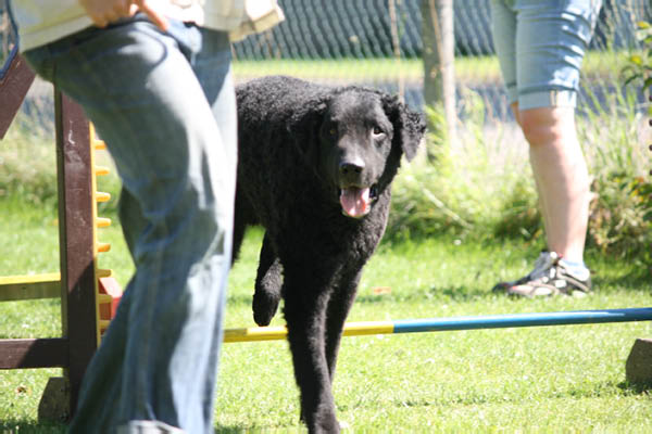 2011-08-20 Agility-Trainings-Turnier 136