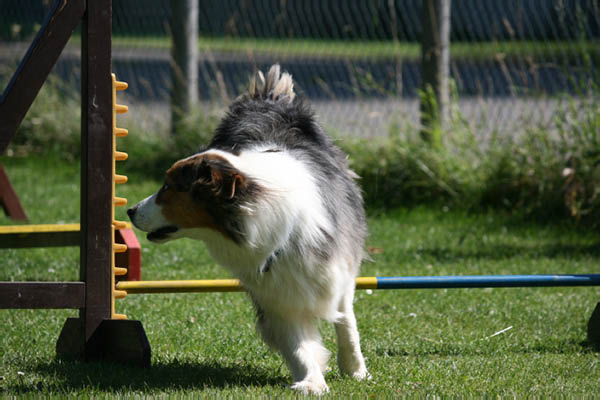 2011-08-20 Agility-Trainings-Turnier 138