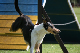 2011-08-20 Agility-Trainings-Turnier 021