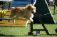 2011-08-20 Agility-Trainings-Turnier 025