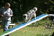 2011-08-20 Agility-Trainings-Turnier 037