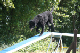 2011-08-20 Agility-Trainings-Turnier 042