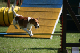 2011-08-20 Agility-Trainings-Turnier 045