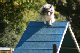 2011-08-20 Agility-Trainings-Turnier 049