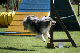 2011-08-20 Agility-Trainings-Turnier 050