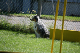 2011-08-20 Agility-Trainings-Turnier 066